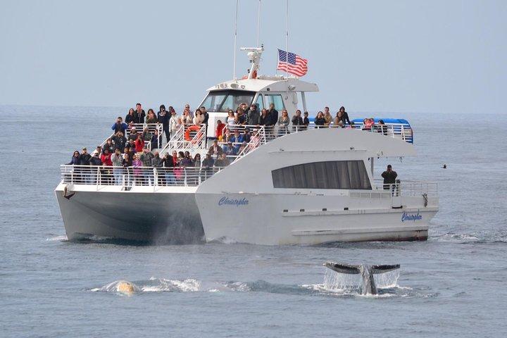 Los Angeles Whale and Dolphin Watching Cruise from West Harbor