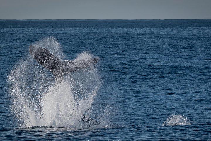 Los Angeles Whale and Dolphin Watching Cruise from West Harbor