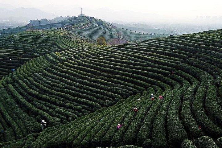 Hangzhou Tea Culture Experience with West Lake Cruise Option