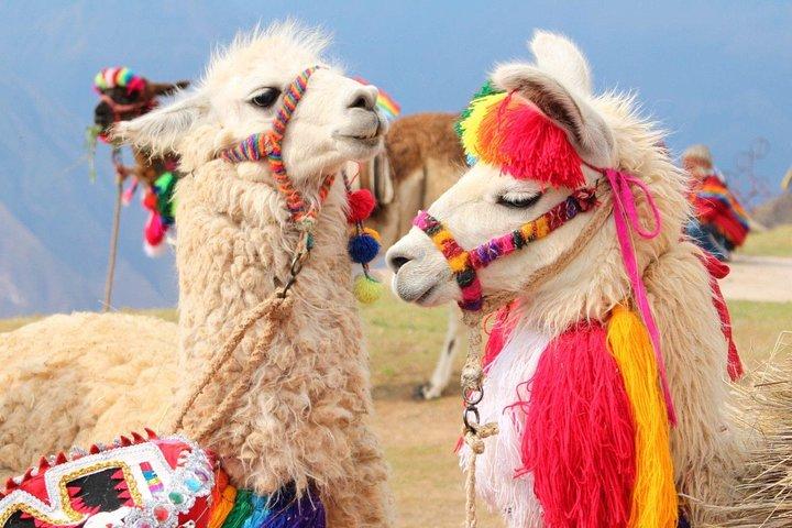 Excursión to Rainbow Mountain with Coca Ceremony | Prívate Tour |