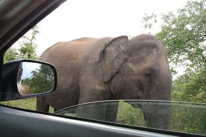 Udawalawe National Park - Full Day Safari Tour