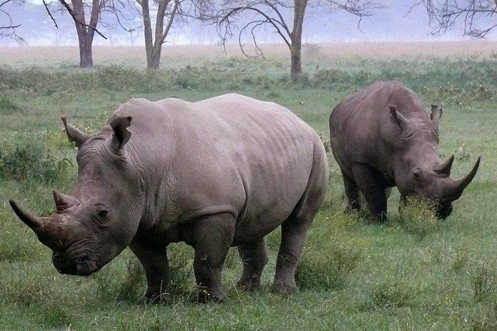 Lake Nakuru National park Day Tour From Nairobi