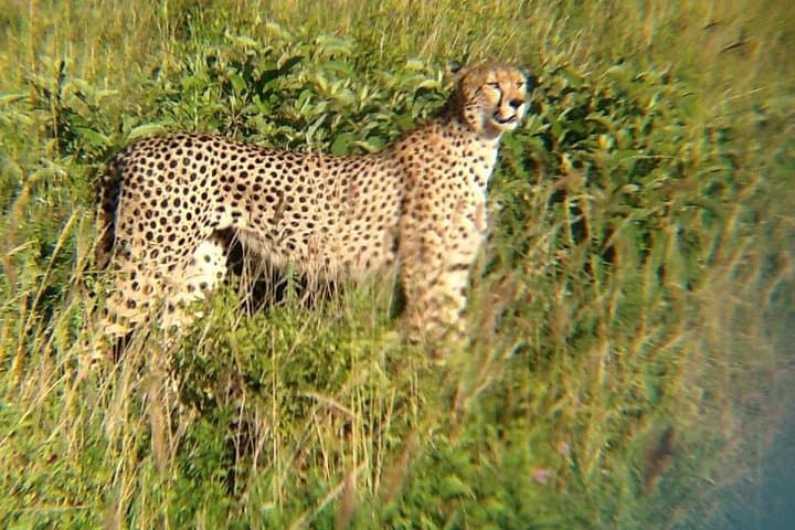 Big Cat Exclusive Safari