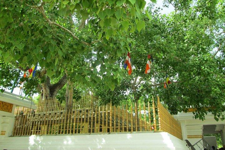 Anuradhapura And Aukana All Inclusive Tour From Habarana