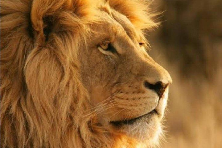 Full Day Safari Tour of Pilanesberg National Park, Open Jeep experience