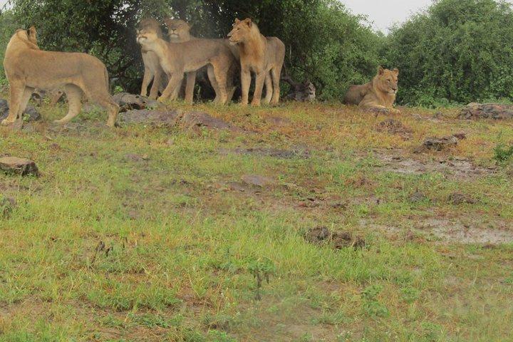 Full Day Safari Tour of Pilanesberg National Park, Open Jeep experience