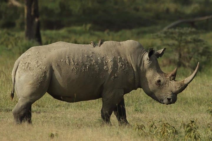 4-Day Masai Mara and Lake Nakuru safari from Nairobi.