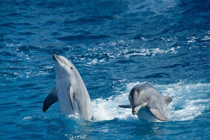 Overnight Snorkeling Trip At Satayh Dolphin Reef From Marsa alam