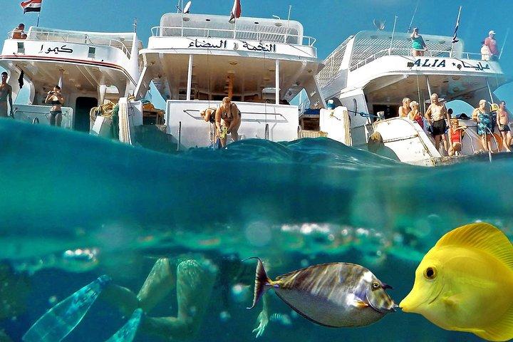 Overnight Snorkeling Trip At Satayh Dolphin Reef From Marsa alam