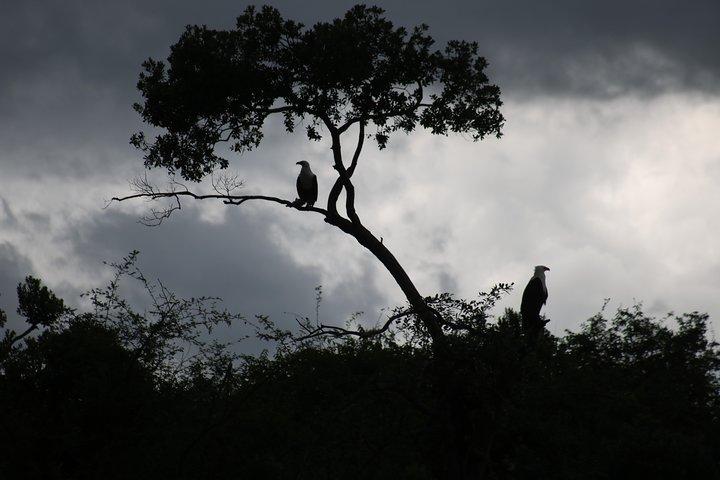 2 Day Chimpanzee Trek at Kibale National Park