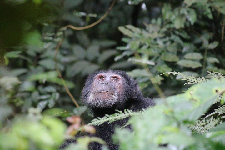 2 Day Chimpanzee Trek at Kibale National Park