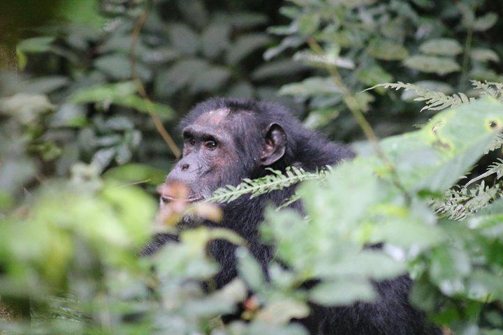2 Day Chimpanzee Trek at Kibale National Park