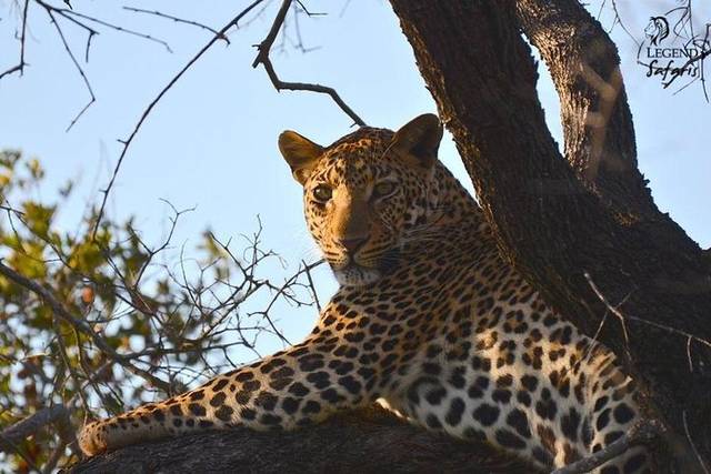 Kruger Day Safari