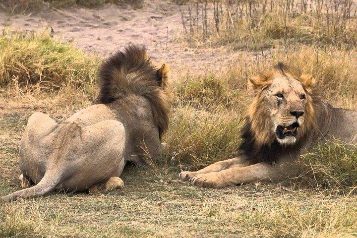 4 Days Masai Mara -Lake Nakuru National Park From Nairobi