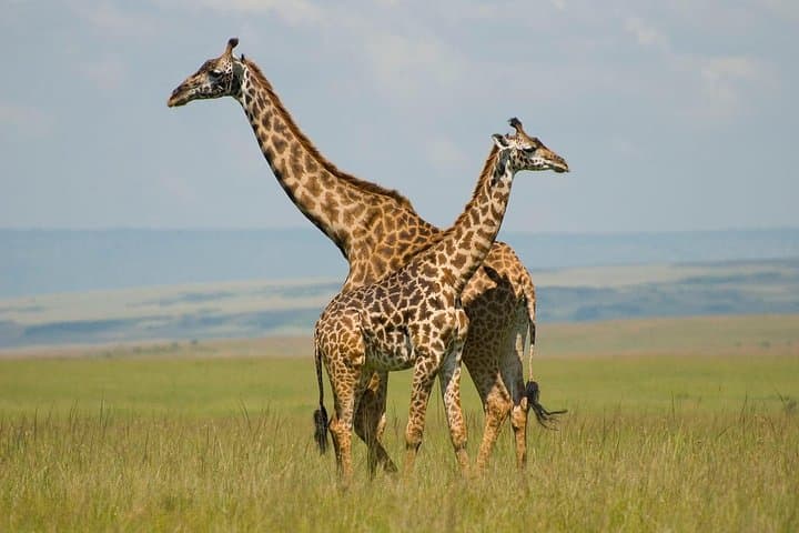4 Days lake manyara -Ngorongoro crater- Tarangire safari