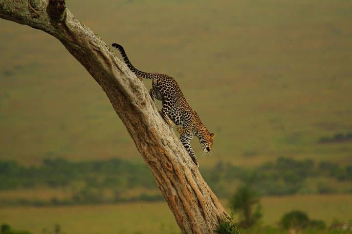 4 Days lake manyara -Ngorongoro crater- Tarangire safari