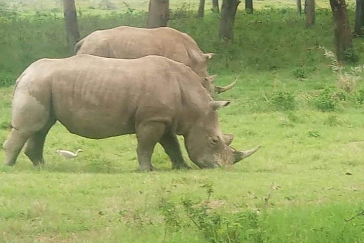 7 Days maasai mara - lake nakuru - lake naivasha- amboseli safari.