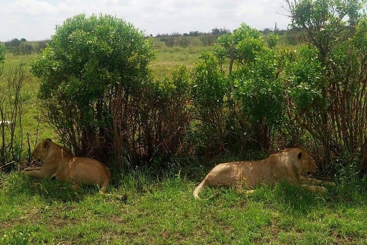 7 Days maasai mara - lake nakuru - lake naivasha- amboseli safari.