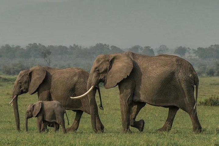 6 Days Unforgettable Safari in Masai Mara, Nakuru, and Amboseli, Kenya