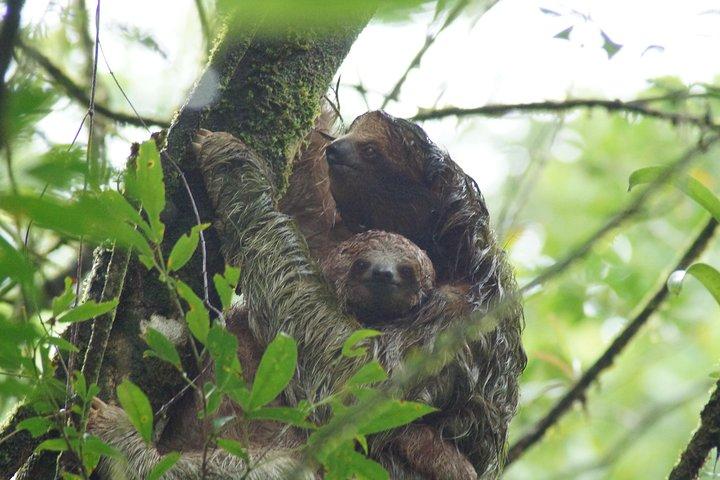 Sloth Observation, Coffee, Chocolate & Sugar Cane Experience