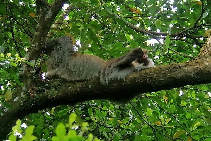 Sloth Observation, Coffee, Chocolate & Sugar Cane Experience