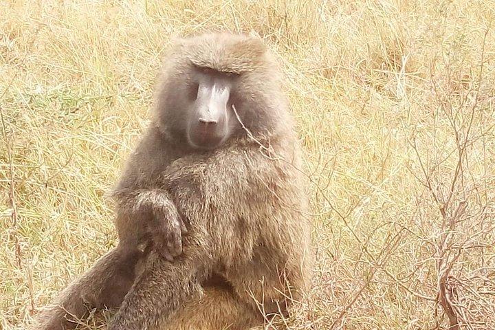 Day excursion lake Nakuru National Park.