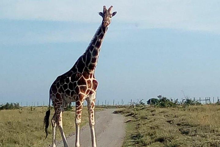 Day excursion lake Nakuru National Park.