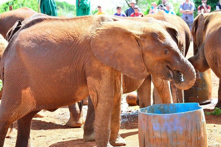 Elephant Orphanage Half-Day Tour from Nairobi