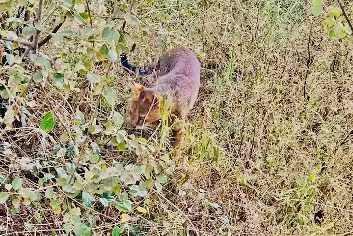 Udawalawe National Park - Full Day Safari Tour