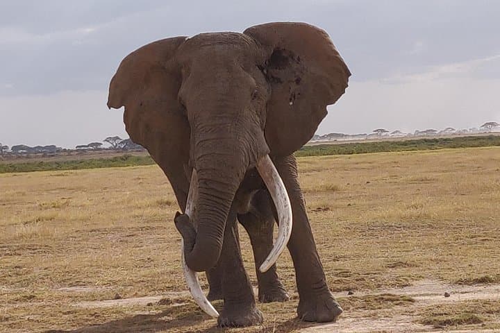 Amboseli Overnight Trip