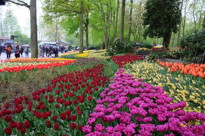 Private day trip to The Keukenhof Gardens and The Zaanse Schans Windmills