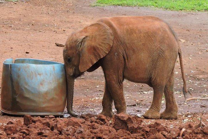 Half Day Giraffe Center,Baby Elephant&Karen Blixxen Guided Tour