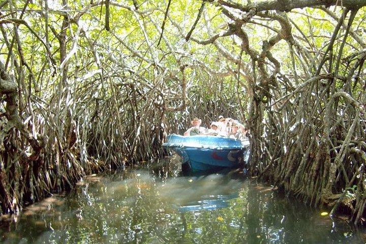 Shore Excursions to Mangrove Wetland Colombo.