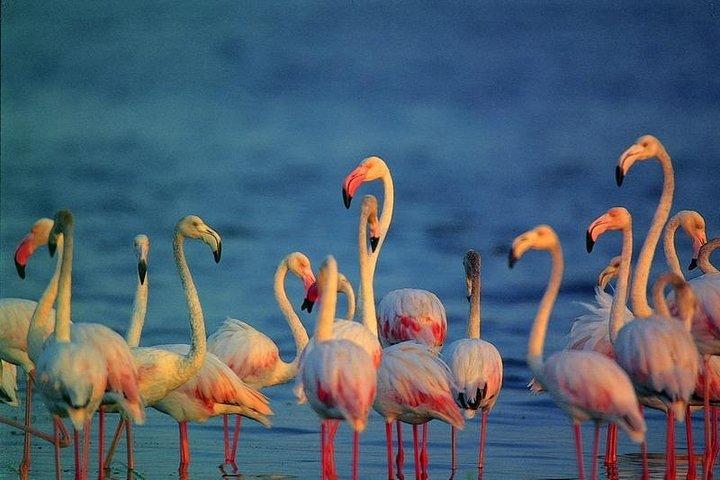 Bird Watching Tour Sri Lanka - 10 Days
