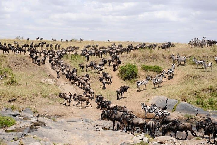 3 Days Maasai Mara Adventure