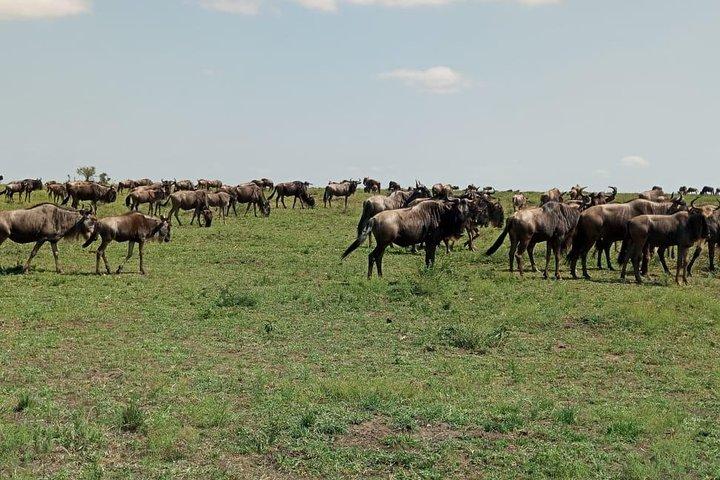 7 Days 6 Nights Aberdares / Lake Nakuru / Masai Mara / Lake Naivasha / Amboseli