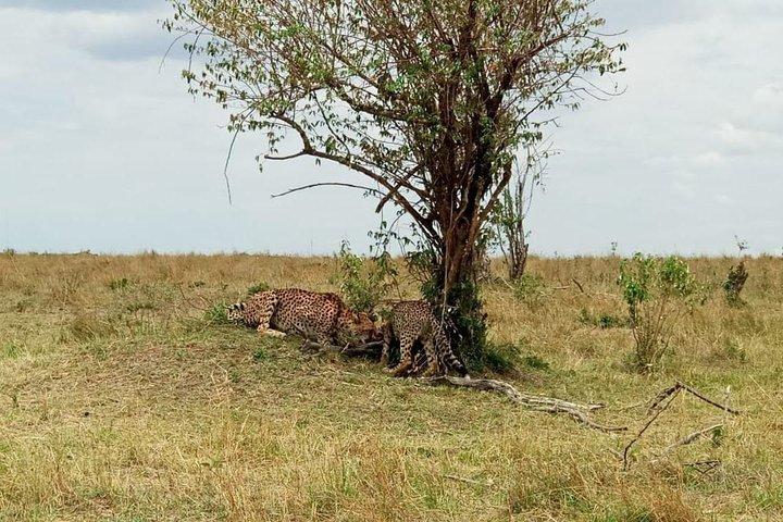 7 Days 6 Nights Aberdares / Lake Nakuru / Masai Mara / Lake Naivasha / Amboseli