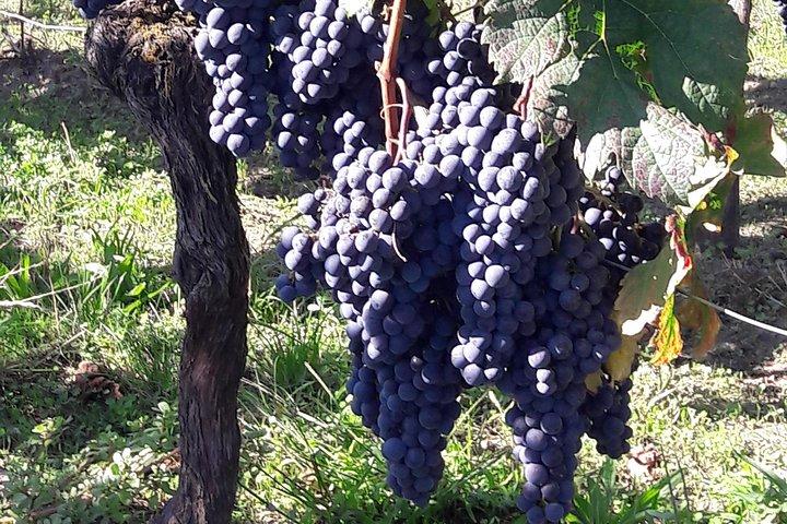 Half-day tour to Saint Emilion, a UNESCO site, with a private guide