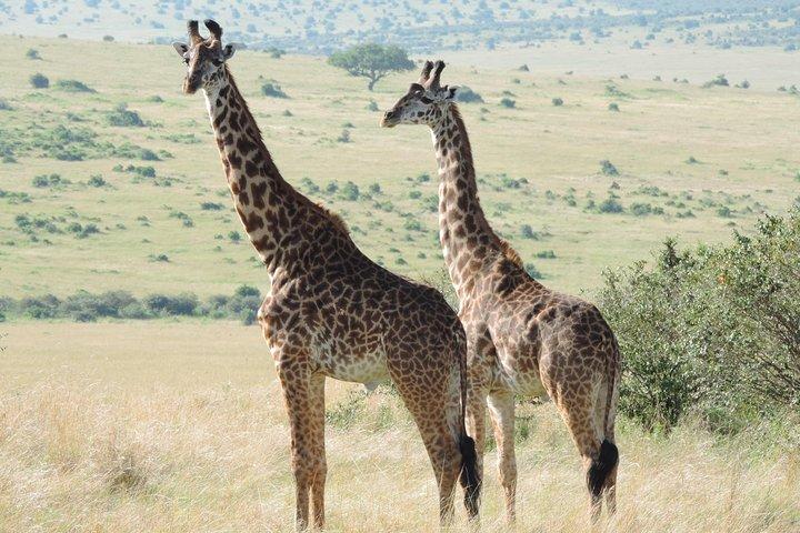 4-Day Adventure to Lake Nakuru & Maasai Mara