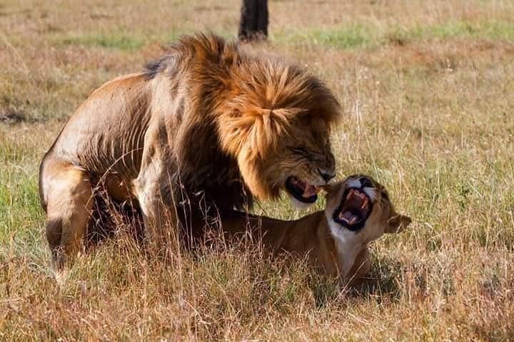 5 Days Lake Nakuru-Lake Naivasha & Maasai Mara Safari