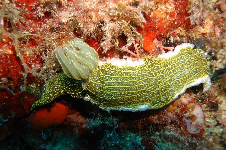 Snorkeling Tour Coast to Coast Taormina and Isola Bella