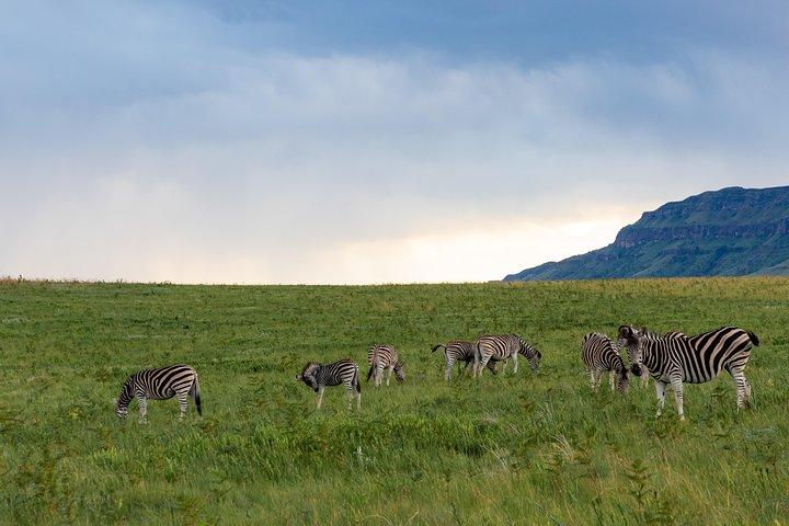 7 Days Naivasha, Nakuru, Masai Mara Mid-luxury Safari