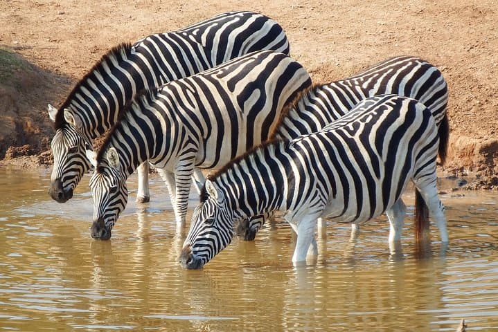 7 Days Naivasha, Nakuru, Masai Mara Mid-luxury Safari