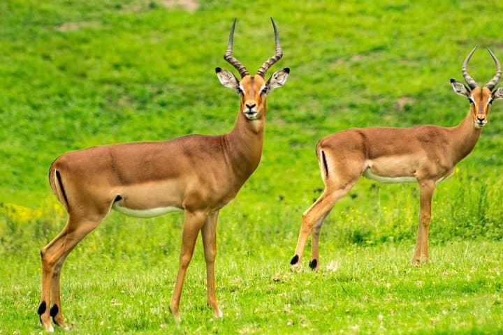 7 Days Naivasha, Nakuru, Masai Mara Mid-luxury Safari