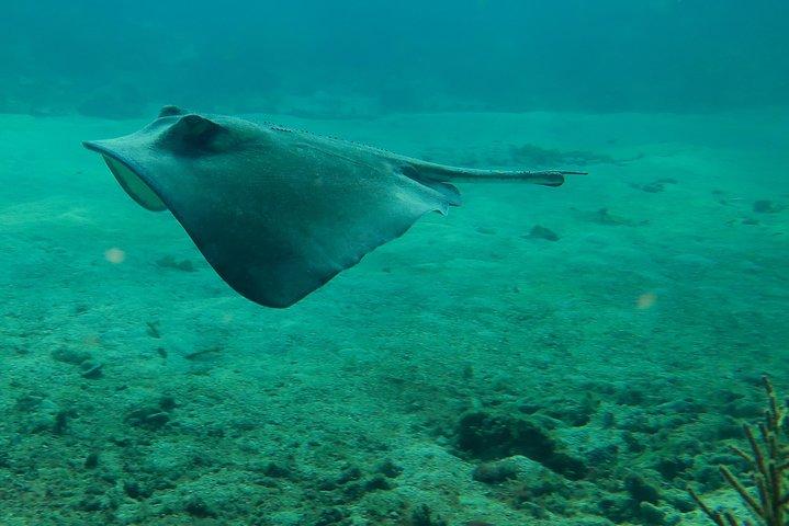 Mahahual Snorkeling Adventure: Turtle Encounter