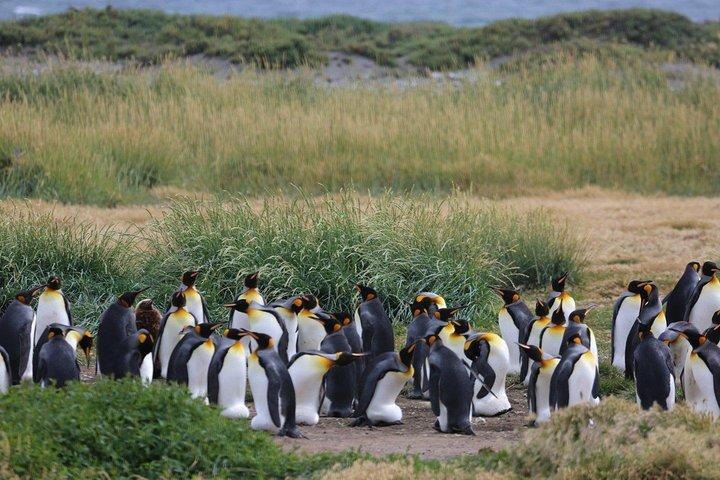 King Penguin Nature Reserve - Tierra del Fuego Island