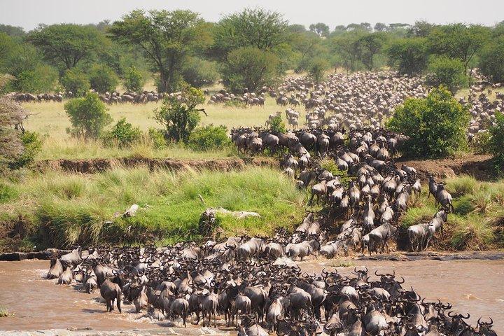 6 Days Migration Safari (Budget Camping in Ngorongoro Crater, Ndutu, Serengeti)