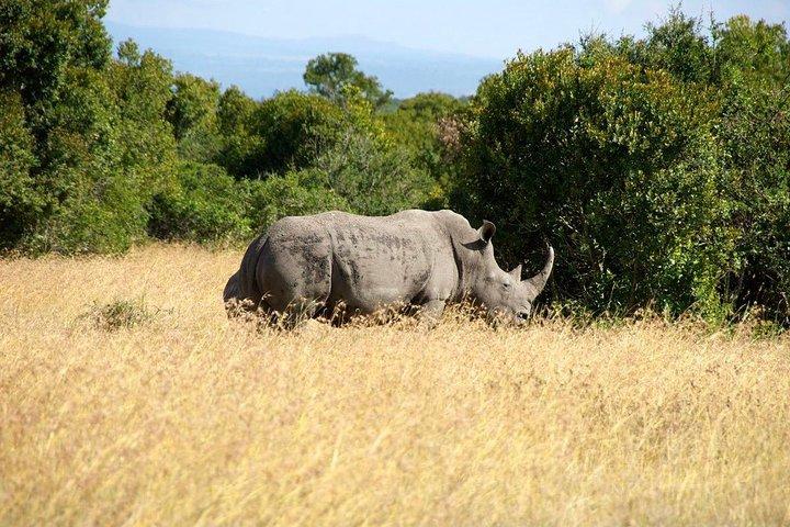5 Days 4 Nights Mt Kenya, Aberdares, Ol Pejeta Safari