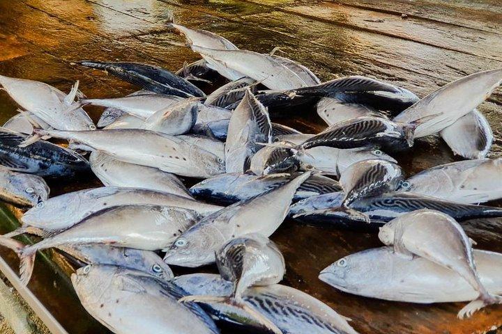 Sea, Sand & Marine Life from Colombo (2 Days)