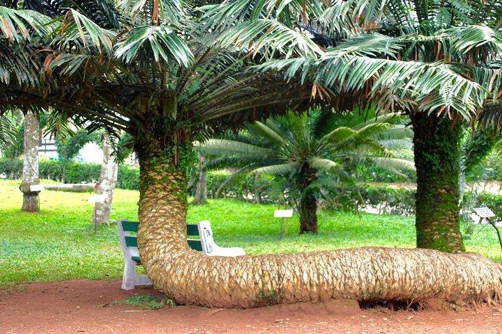Ghana : Accra: Botanical Gardens, Cocoa Farms, Waterfalls Trip